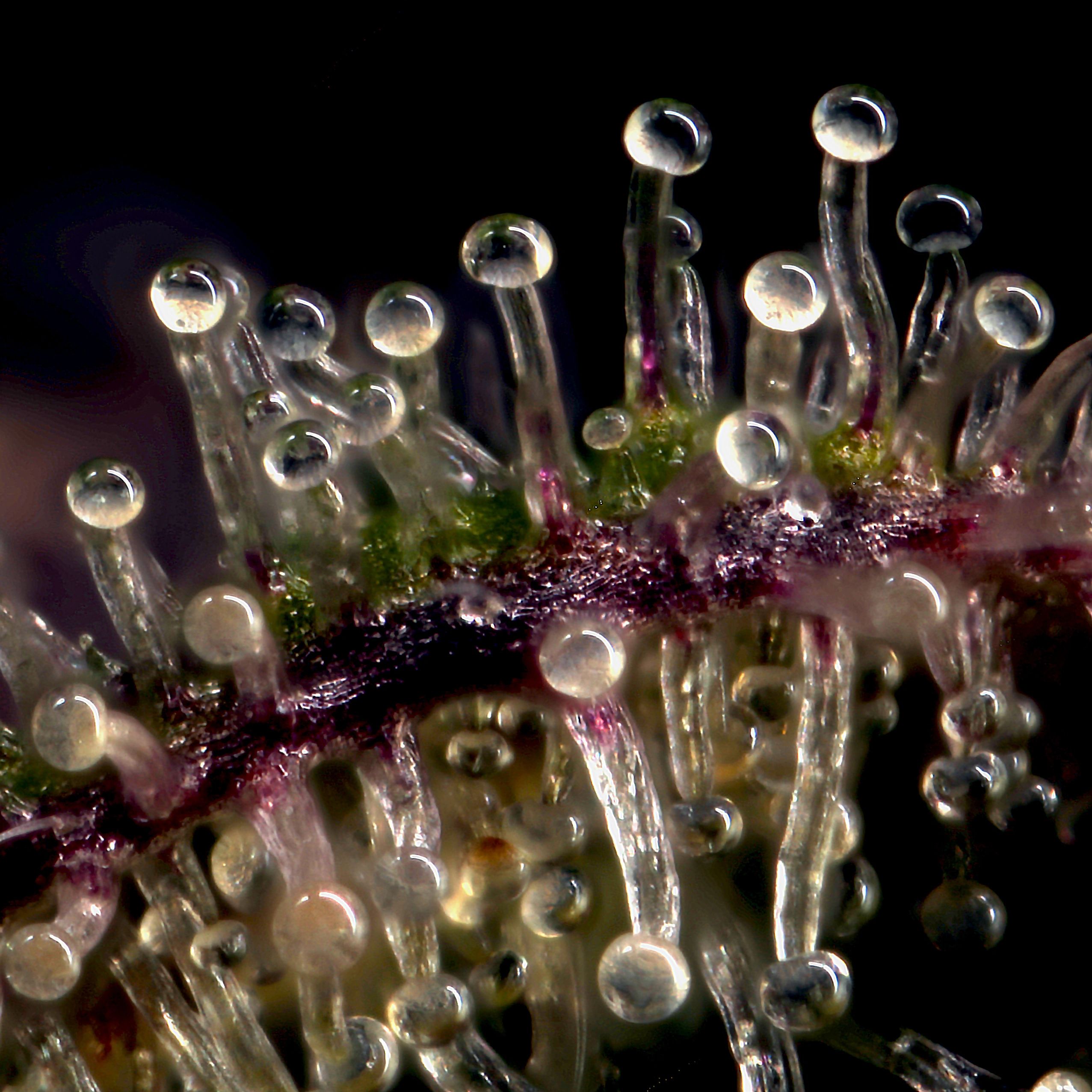 Macro plant trichomes