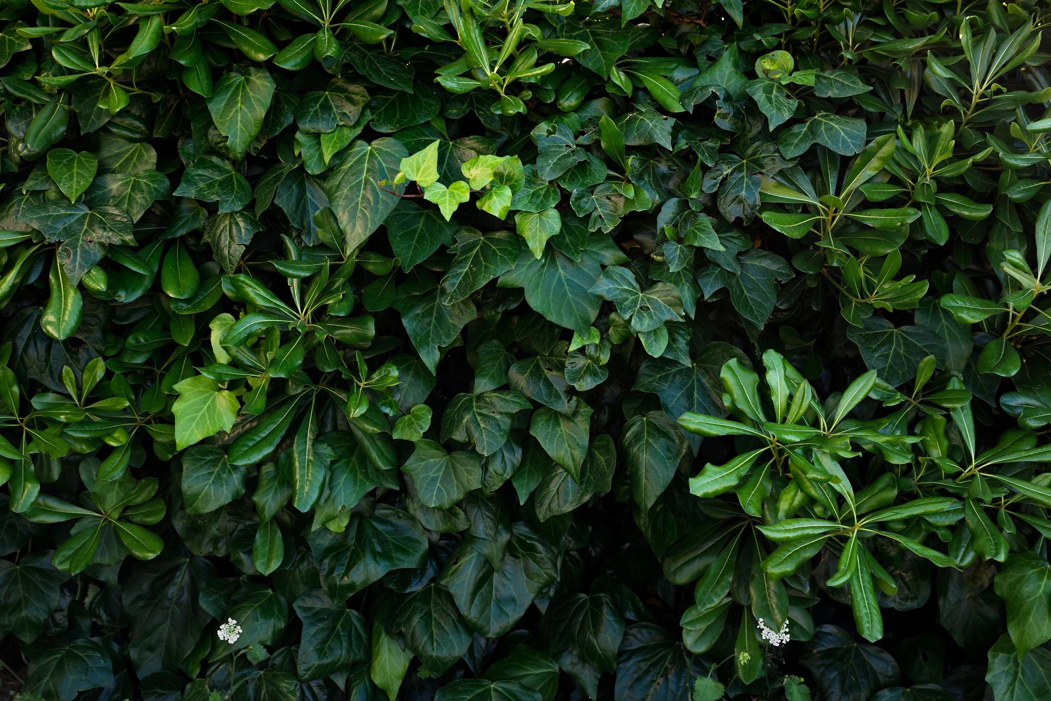 Green leaves in a dark natural setting