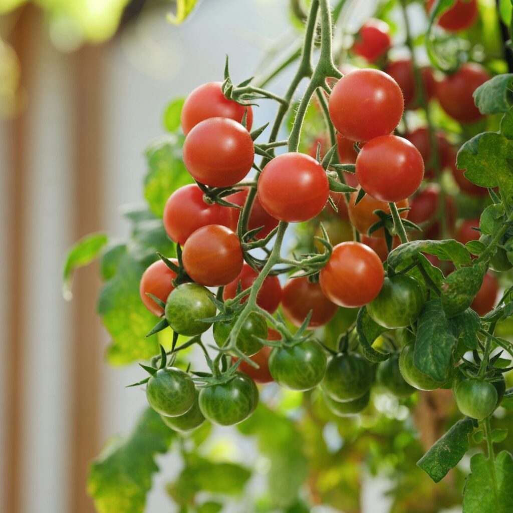 Cherry tomatoes on a tomato plant in a greenhouse on a sunny day.