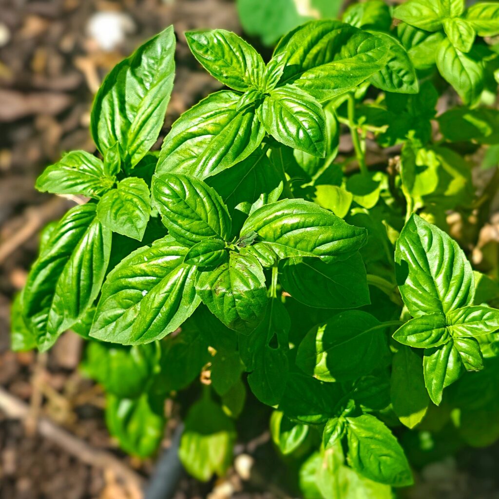 Basil