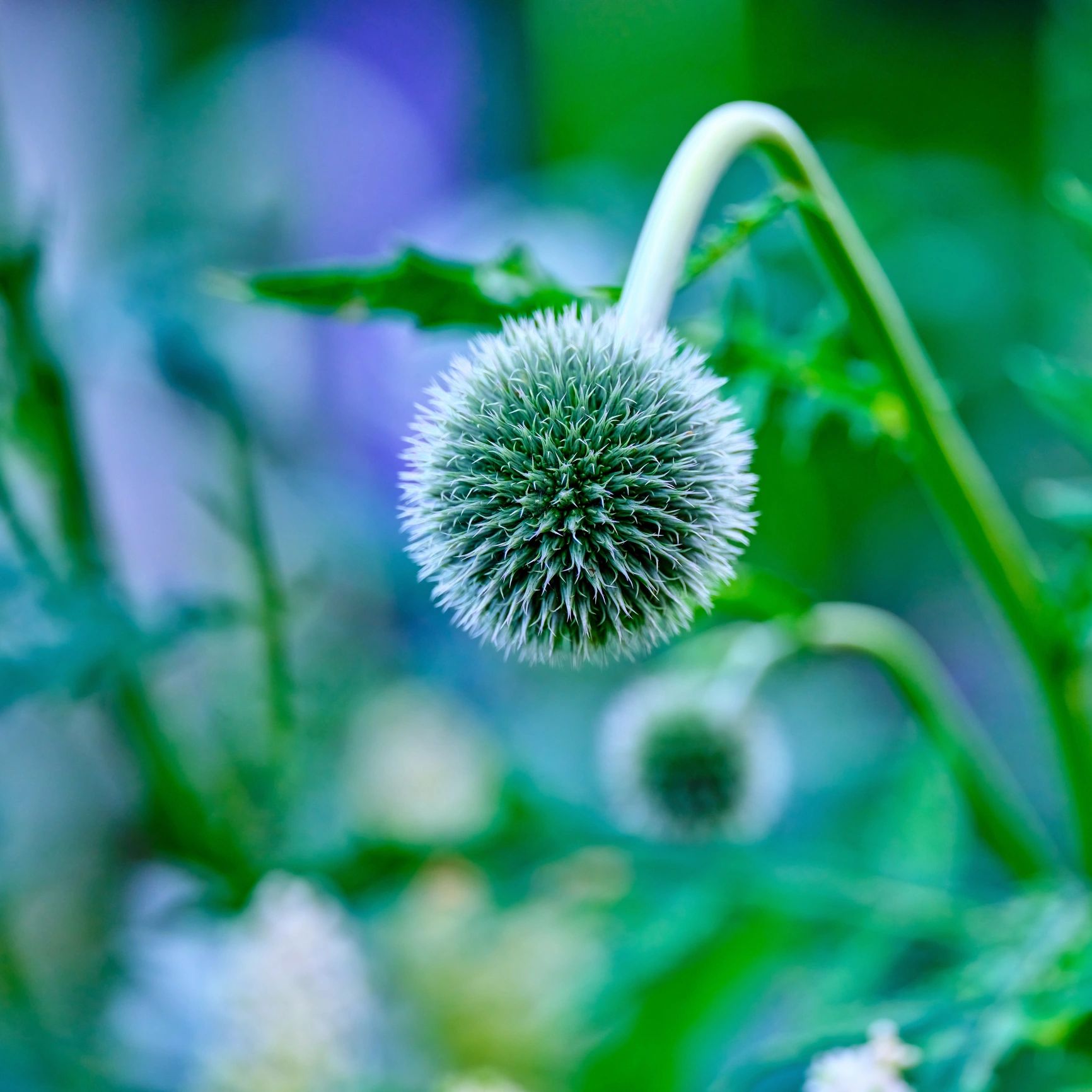 Detailed botanical flower bud in a garden