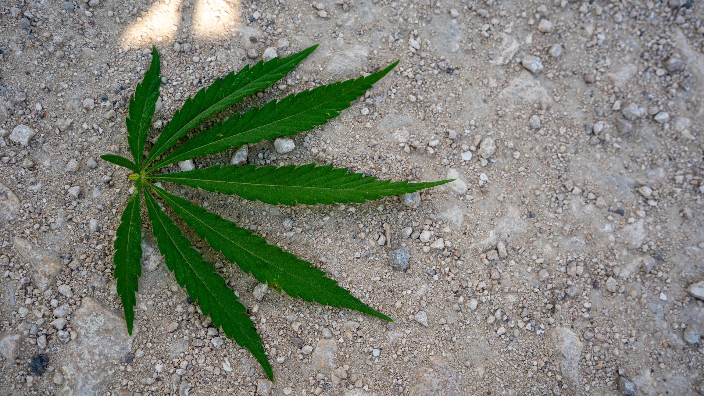 Close-up green cannabis leaf