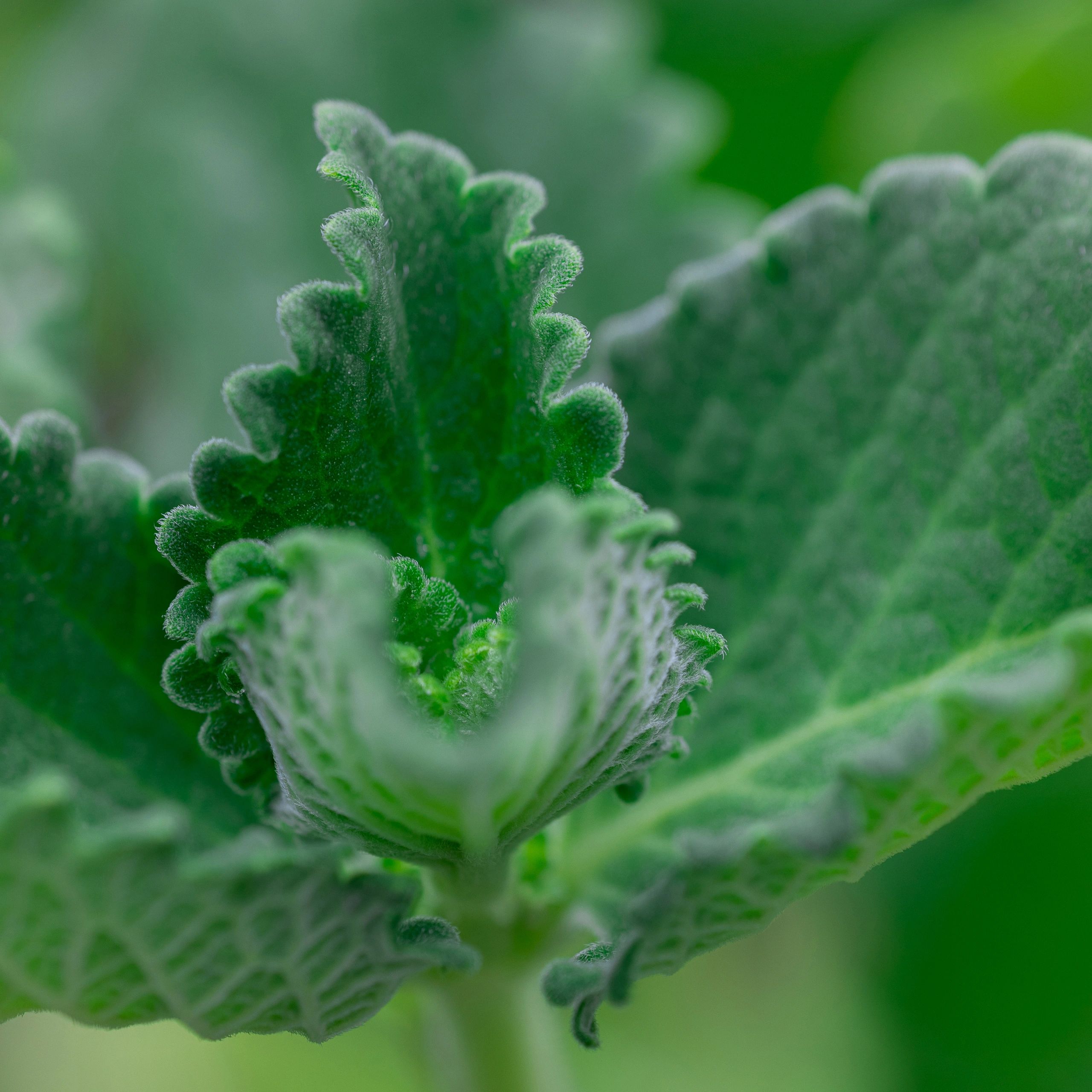Close-up of vibrant green leaf veins