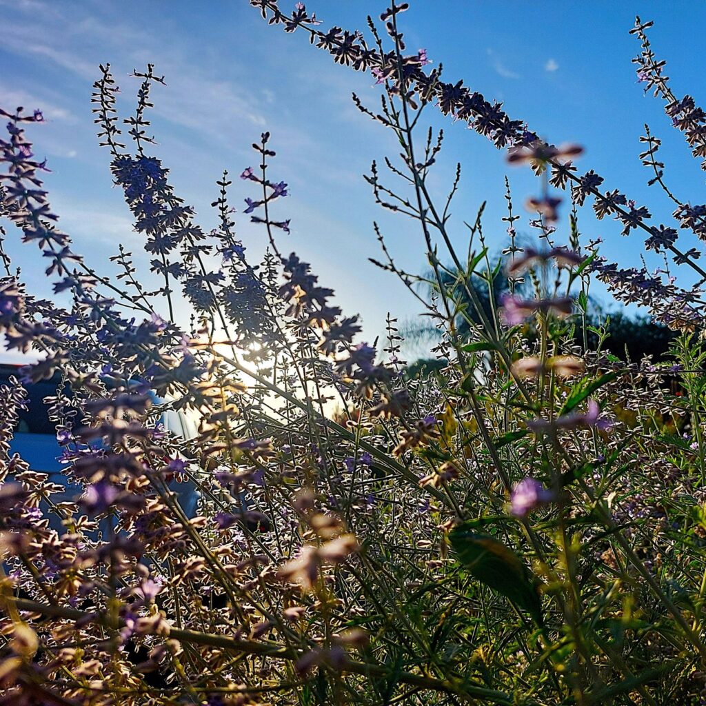 Sunrise Blooms in Purple