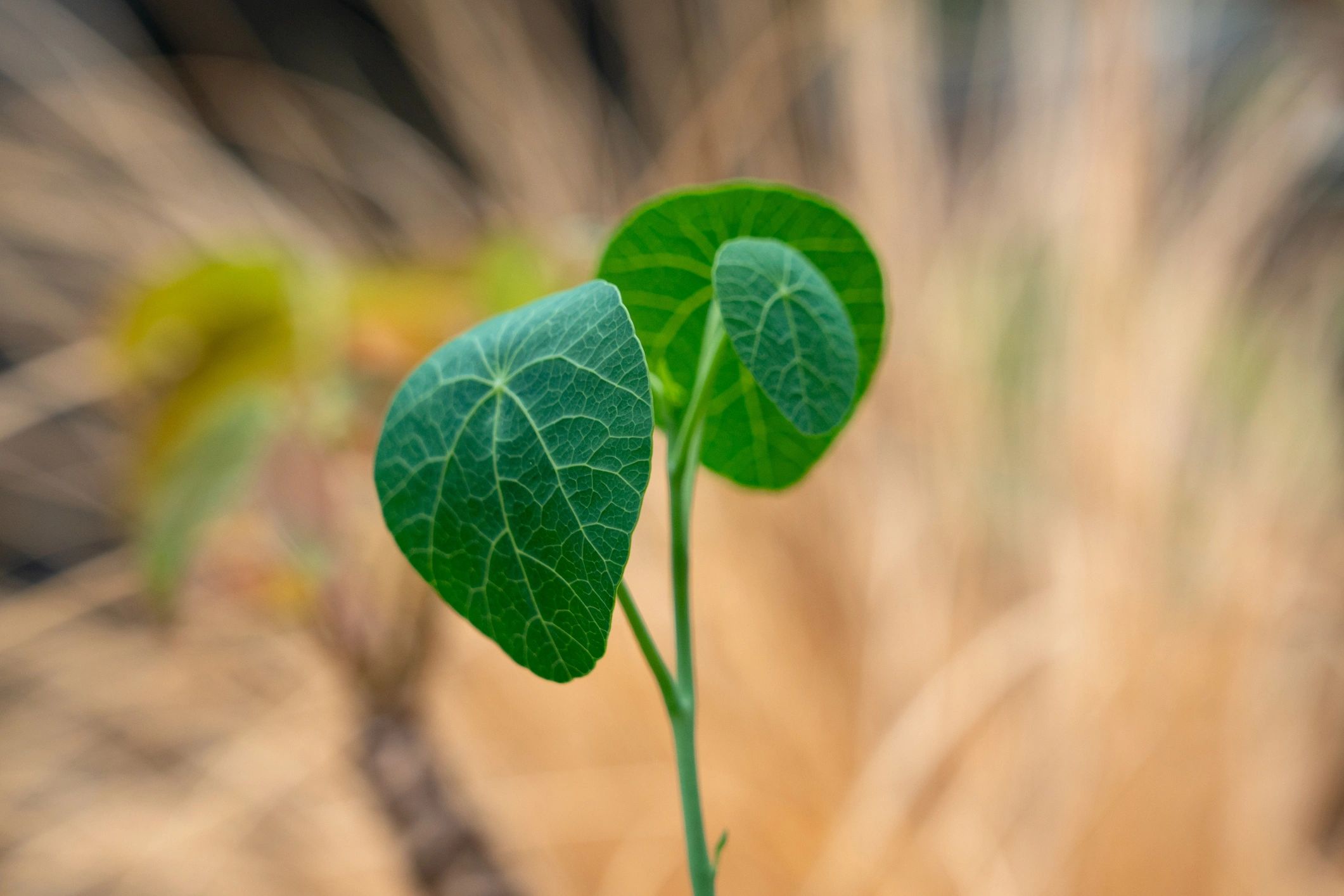 Fresh green leaves emerging on a young plant