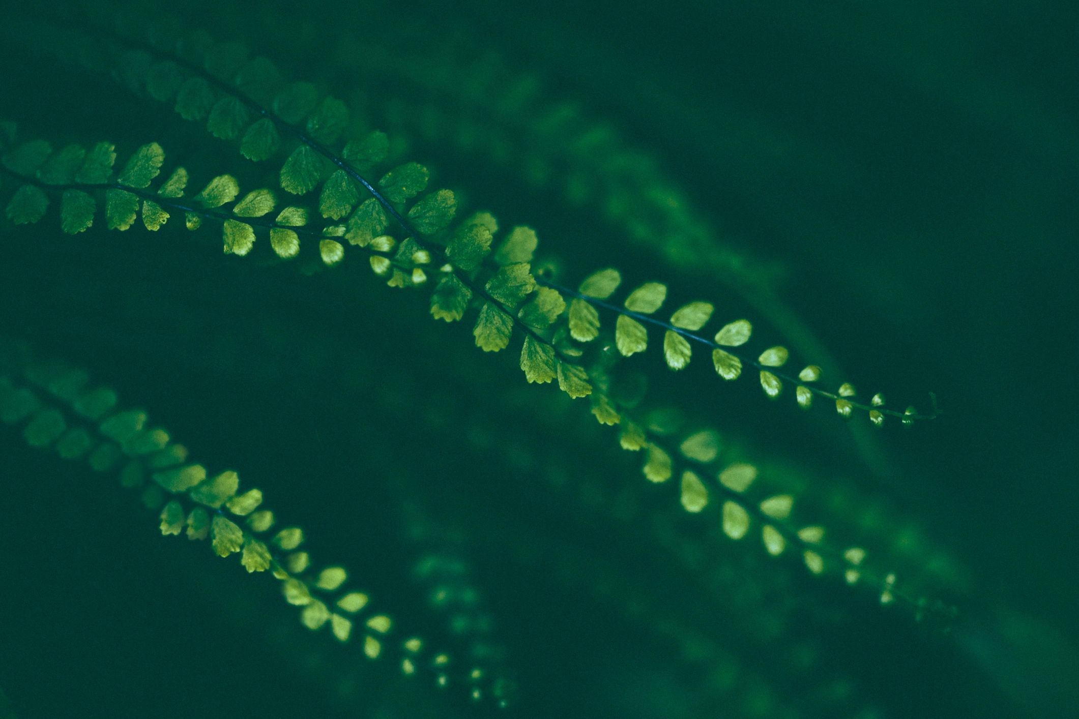 Close-up green fern leaves